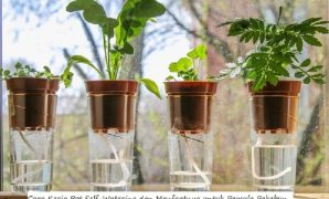Cara Kerja Pot Self-Watering dan Manfaatnya untuk Pemula Pekebun