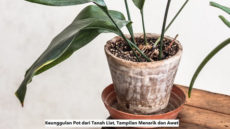 Keunggulan Pot dari Tanah Liat Tampilan Menarik dan Awet