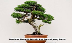 Panduan Memilih Desain Pot Bonsai yang Tepat