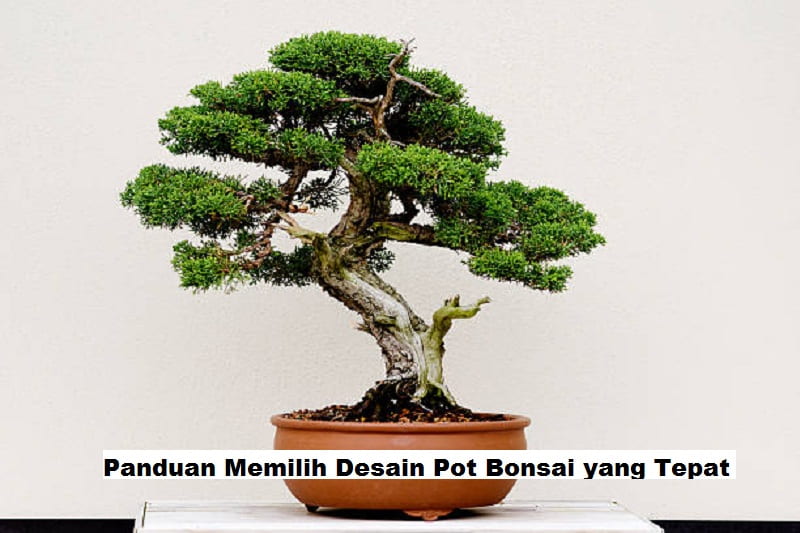 Panduan Memilih Desain Pot Bonsai yang Tepat