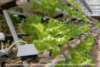 Pot Hidroponik dari Botol Bekas Solusi Kreatif Bertanam di Lahan Terbatas