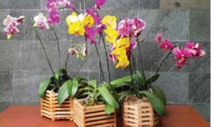 Pot Kayu untuk Anggrek Membantu Sirkulasi Udara Lebih Bagus