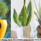 Lua Smart Planter Solusi Pot Canggih untuk Desain Taman Modern